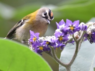 Madeira Birdwatching Trip The Endemics