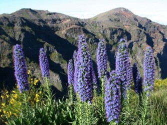 Madeira Botanical & Wildflowers Nature Tour