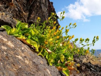 Madeira Botanical & Wildflowers Nature Tour