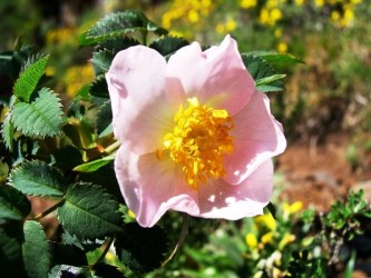 Madeira Botanical & Wildflowers Nature Tour