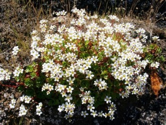 Madeira Botanical & Wildflowers Nature Tour