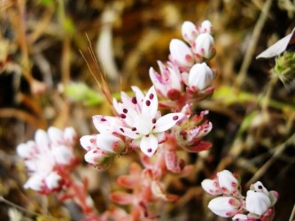 Madeira Botanical & Wildflowers Nature Tour