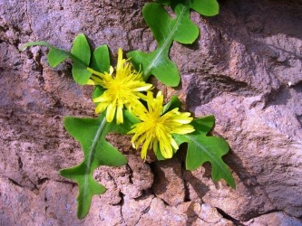 Madeira Botanical & Wildflowers Nature Tour