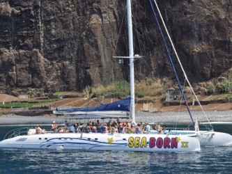 Madeira Dolphins & Whales Catamaran Trips