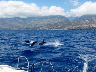 Madeira Dolphins & Whales Catamaran Trips