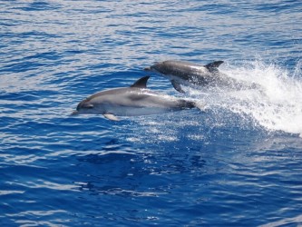 Madeira Dolphins & Whales Catamaran Trips