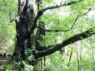 Madeira Laurissilva Rainforest Tour