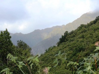 Madeira Laurissilva Rainforest Tour