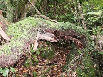 Madeira Laurissilva Rainforest Tour