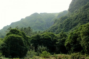 Madeira Laurissilva Rainforest Tour