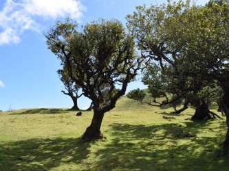 Madeira Plateau Guided Walks