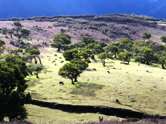 Madeira Plateau Guided Walks