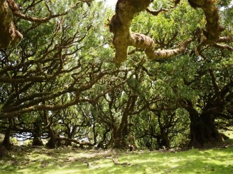 Madeira Plateau Guided Walks