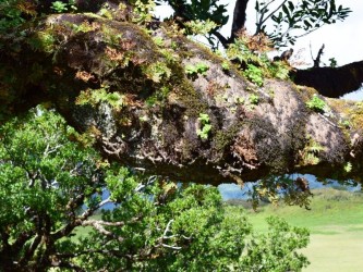 Madeira Plateau Guided Walks