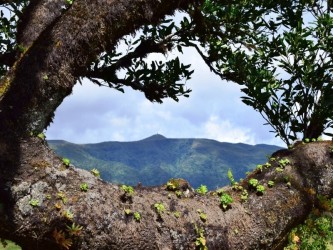 Madeira Plateau Guided Walks