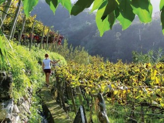 Madeira Wine One Day Tour