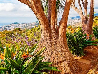 Monte & Botanical Gardens Tour in Madeira