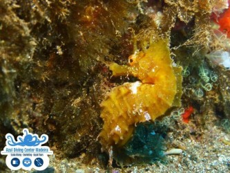 Open Water Diving Course Madeira