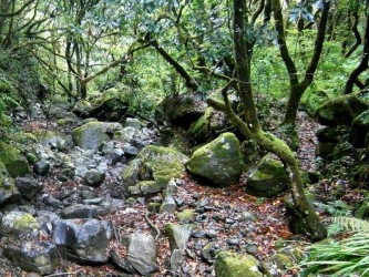 Parque Florestal das Queimadas Forest Park, Santana, Madeira