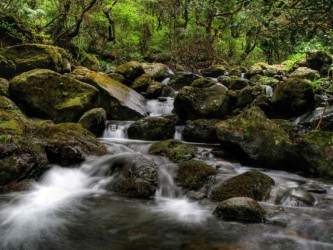 Parque Florestal das Queimadas Forest Park, Santana, Madeira