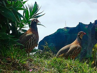 Pico Areeiro to Pico Ruivo Walk, Madeira