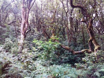 Pico do Areeiro and Santana Madeira Jeep Trip