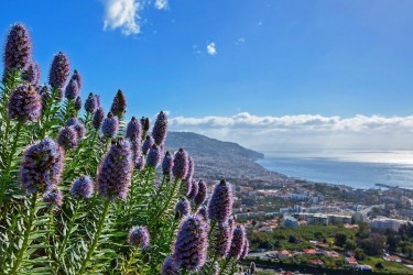 Pico dos Barcelos Viewpoint in Funchal, Madeira