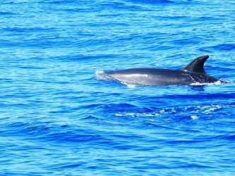 Private Yacht Sunset Boat Trip from Calheta