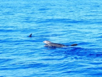 Private Yacht Sunset Boat Trip from Calheta