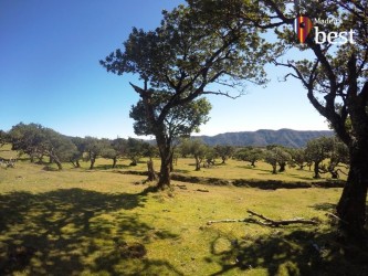 PR13 Vereda do Fanal Hiking Trail in Madeira Island