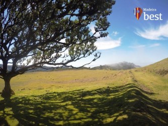 PR13 Vereda do Fanal Hiking Trail in Madeira Island