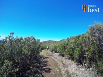 PR13 Vereda do Fanal Hiking Trail in Madeira Island