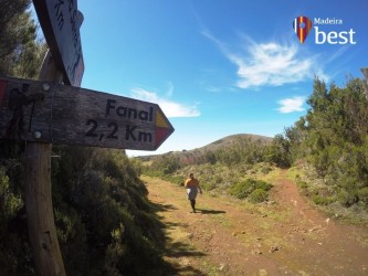 PR13 Vereda do Fanal Hiking Trail in Madeira Island