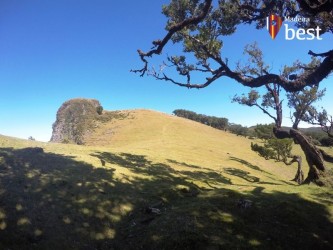 PR13 Vereda do Fanal Hiking Trail in Madeira Island