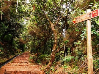 PR14 Cedros Levada Walk in Madeira Island