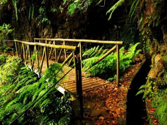 PR14 Cedros Levada Walk in Madeira Island