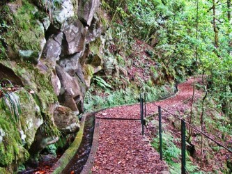 PR14 Cedros Levada Walk in Madeira Island
