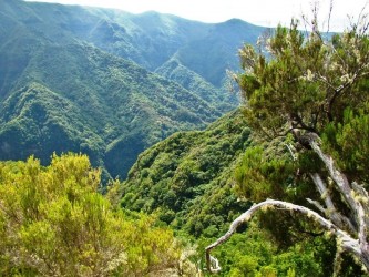 PR14 Cedros Levada Walk in Madeira Island