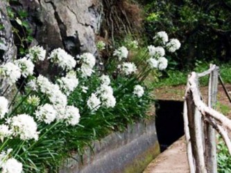 PR15 Vereda da Ribeira da Janela Hiking Trail in Madeira