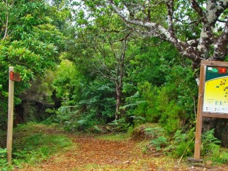 PR15 Vereda da Ribeira da Janela Hiking Trail in Madeira