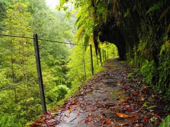 PR16 Faja do Rodrigues Levada Walk in Madeira Island
