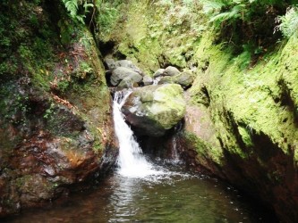PR16 Faja do Rodrigues Levada Walk in Madeira Island