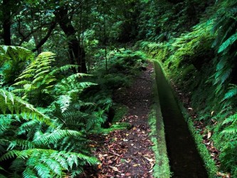 PR18 Rei Levada Walk in Madeira Island