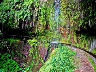 PR18 Rei Levada Walk in Madeira Island