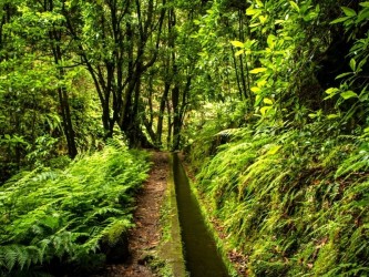 PR18 Rei Levada Walk in Madeira Island