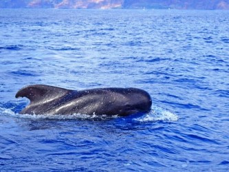 Private Whale Watching Trip of 3h from Funchal