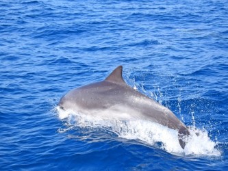 Private Whale Watching Trip of 3h from Funchal