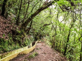 Ribeiro Frio Easy Trail Tour in Madeira Island