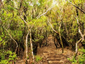 Sao Vicente (hard) Trail Tour in Madeira Island