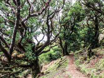 Sao Vicente (hard) Trail Tour in Madeira Island